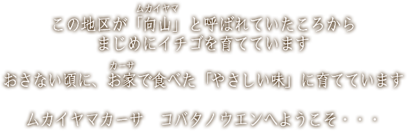 この地区が「向山」と呼ばれていたころからまじめにイチゴを育てています。おさない頃に、お家で食べた「やさしい味」に育てています。ムカイヤマカーサ　コバタノウエンへようこそ・・・。