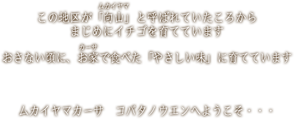 この地区が「向山」と呼ばれていたころからまじめにイチゴを育てています。おさない頃に、お家で食べた「やさしい味」に育てています。ムカイヤマカーサ　コバタノウエンへようこそ・・・。