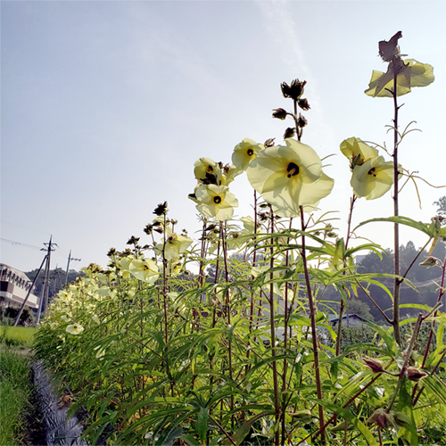 花オクラ